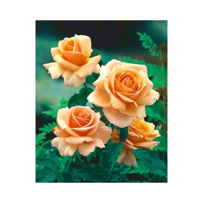 Róża wielkokwiatowa HERBACIANA  z doniczki art nr. 518D